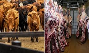 Slaughterhouse worker reveals reality of killing 250 cows a day ...