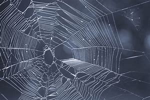 Image result for spider web