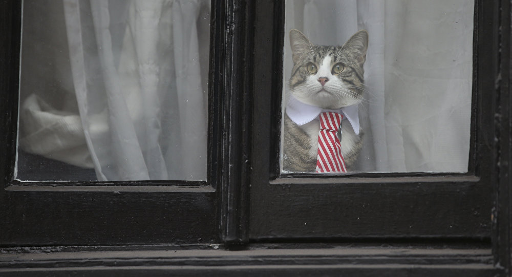 A cat named 'James' wearing a collar and tie looks out of the window of the Ecuadorian Embassy in London on November 14, 2016 where WikiLeaks founder Julian Assange was being questioned over a rape allegation against him.